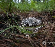 Snake Release