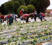 고구마 심는 농부들