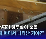 [D:이슈] 밤마다 '소름이 쫙'…크기 5cm 하루살이떼 출몰에 주민들 기겁