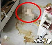 "임신부에게 짓밟힌 한 생명"…반려견 학대 의심 사건에 '공분'