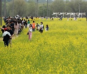 서래섬 유채꽃 축제