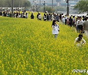 유채꽃 축제 즐기는 시민들