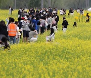 '유채꽃 반 사람 반'