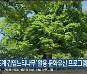 ‘도계 긴잎느티나무’ 활용 문화유산 프로그램 운영