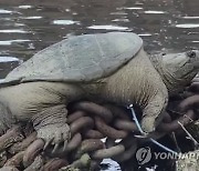 Chonkosaurus-Snapping Turtle-Chicago