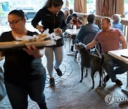 Dining With Dogs