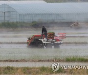 모내기로 바쁜 농민들