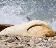 ISRAEL ANIMALS MONK SEAL