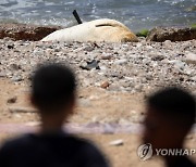 ISRAEL ANIMALS MONK SEAL