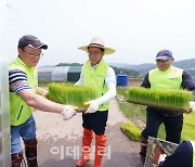 이석용 농협은행장, 임직원들과 파주 벼 재배농가 찾아 일손돕기