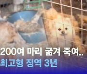 [D:이슈] 개 1200여 마리 굶겨 죽인 60대 징역 3년…동물학대 첫 법정최고형