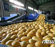 경북도, 참외재배 자동화 추진…인공지능 기반 '농업로봇' 개발