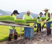 이석용 농협은행장, 임직원들과 파주 벼 재배농가 찾아 일손돕기