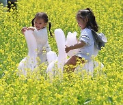 유채꽃이 춤추는 서래섬…서울 봄꽃축제가 펼쳐진다 [만리재사진첩]