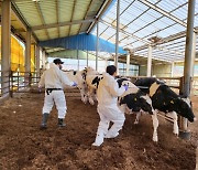 충북 청주서 '구제역'…김포시, 유입차단 위한 긴급방역