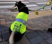 서울 반려견 순찰대, 실종 지적장애인 발견 가족 품으로