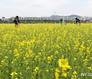 유채꽃 만발한 한강 서래섬