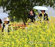 초여름 날씨 유채꽃 구경은 양산과 함께