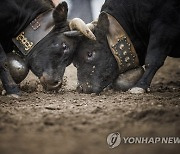 SWITZERLAND COW FIGHTS