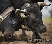 SWITZERLAND COW FIGHTS