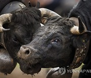 SWITZERLAND COW FIGHTS