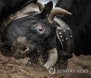 SWITZERLAND COW FIGHTS