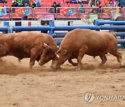 구제역 발생에 청도 소싸움 주말 경기 취소