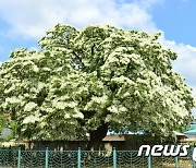 "쌀밥처럼 하얀 꽃 장관'…천연기념물 고창 중산리 이팝나무 '만개'