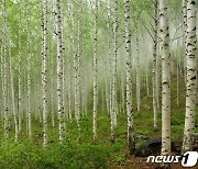 산림청, 국토녹화 50주년 기념 전국 100대 명품숲 선정