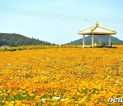 '수선화의 섬' 신안 선도에 노란 금영화 활짝