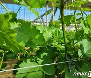 예산군, 기후변화 대체 작물로 ‘블랙사파이어’ 포도 육성