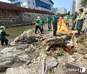 4급수에 사는 깔따구 대구 도심 하천에 기승…"오수관·우수관 분리해야"