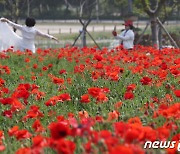 시선 사로잡는 양귀비꽃