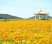 신안군 ‘수선화 섬 선도’ 노랑 물결 넘실넘실