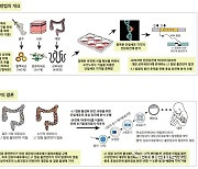 ‘정크 DNA’가 노화, 발암에 관여…L1 점핑 유전자 유래 돌연변이 발견