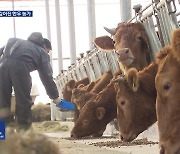 도매가 하락에 ‘구제역’까지…한우농가 울상