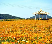 '수선화 섬' 신안 지도 선도는 이제 금영화 노란 물결