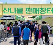 영양산나물축제, 12만명 방문…경제효과 60억원