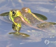 멸종위기종 '금개구리' 서식지 완주 금와습지 생태환경 개선