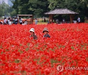 양귀비꽃 사이로