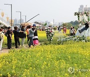 장미 마차를 타고 유채꽃밭을 달리는 기분