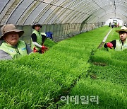 [포토] 농협유통, 모판 나르며 구슬땀