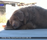 [와글와글] "사람이면 217살 대단하네"‥31살 된 세계 최고령 개