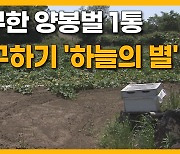 [자막뉴스] "귀한 몸 양봉벌" 집단 폐사에 농가  '삼중고'