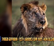 [잇슈 SNS] 가뭄과 굶주림에…민가로 내려왔다 최후 맞은 ‘세계 최고령 사자’