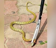 Venomous snake removed from a Seoul apartment complex