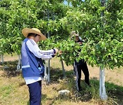 충남교육청, 일손 부족 사과농가 찾아 구슬땀