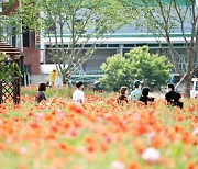 청송군 곳곳에 ‘꽃양귀비’ 개화..오는 25일 만개 예상