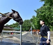 시원한 물 맞으며 더위 식히는 말