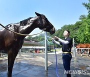 시원한 물 맞으며 더위 식히는 말